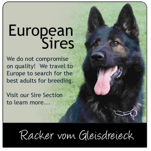 von der nordsee german shepherds